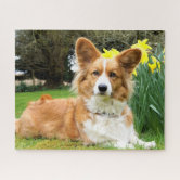 Cardigan Welsh Corgi Jigsaw Puzzle by JunkyDotCom