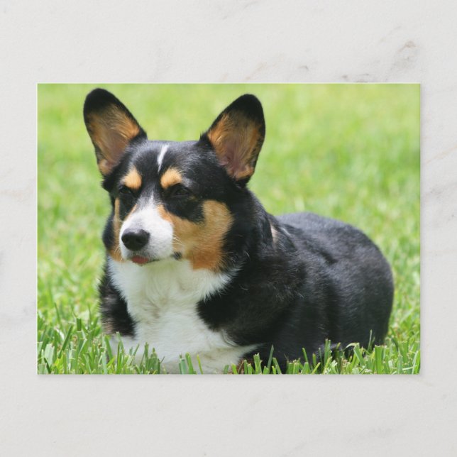 Cardigan Welsh Corgi Postcard (Front)