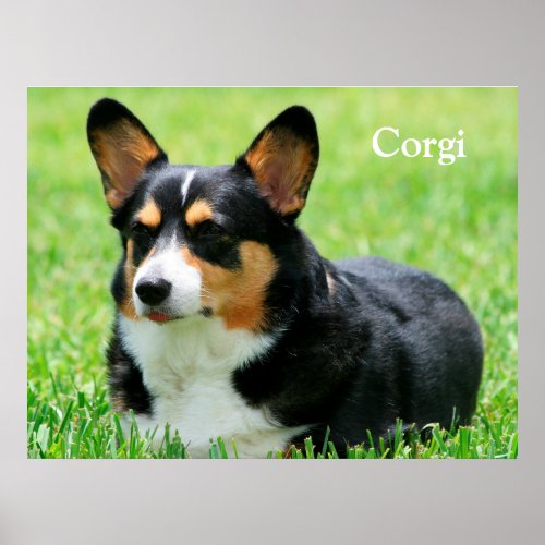 Cardigan Welsh Corgi Poster