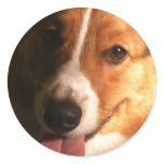 Cardigan Welsh Corgi Stickers