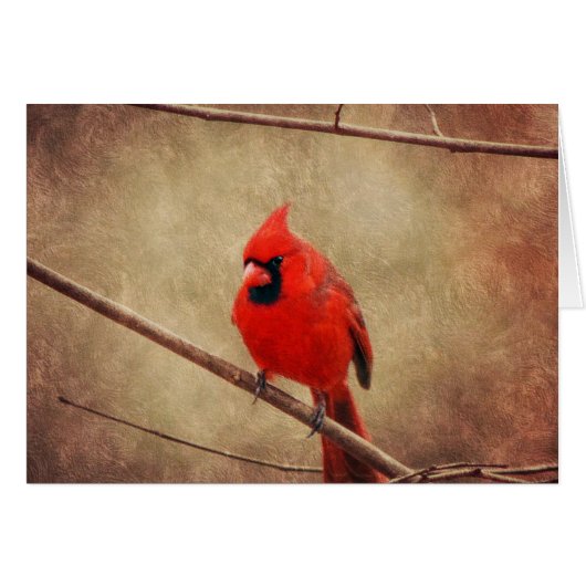 Cardinal (Front Horizontal)