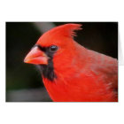 Cardinal