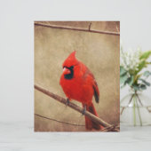 Cardinal (Standing Front)