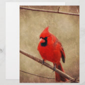 Cardinal (Front/Back)