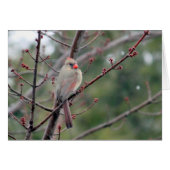 Cardinal 4539 Blank Card (Front Horizontal)