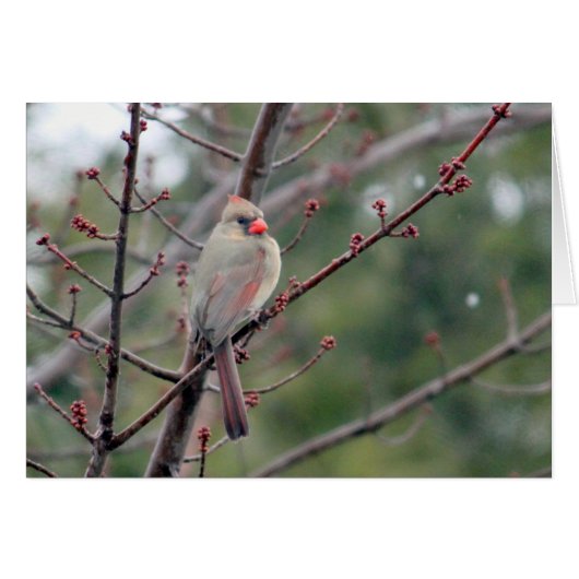 Cardinal 4539 Blank Card (Front Horizontal)