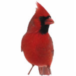 Cardinal Acrylic Sculpture<br><div class="desc">This acrylic sculpture features a brilliant red Northern Cardinal. This scarlet creature with his black mask is truly the king of backyard birds!</div>