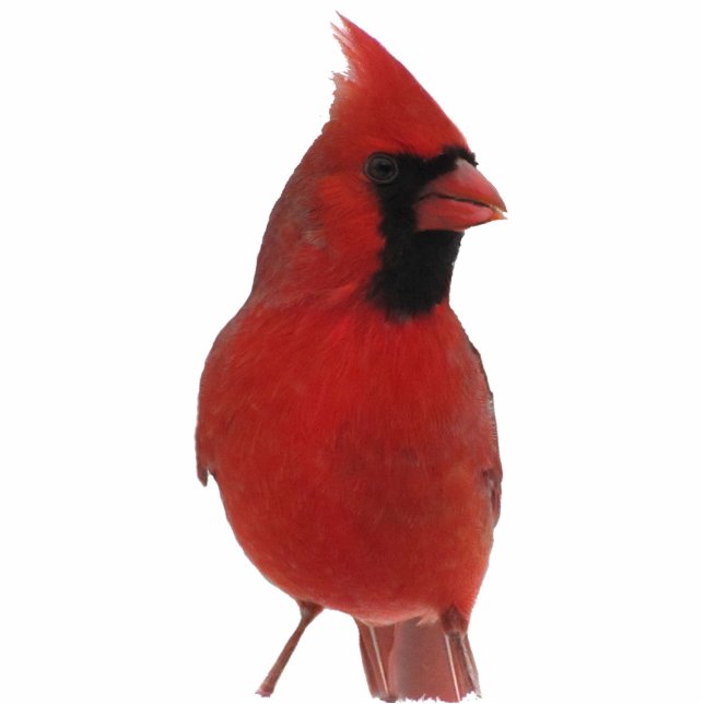 Cardinal Acrylic Sculpture (Front)