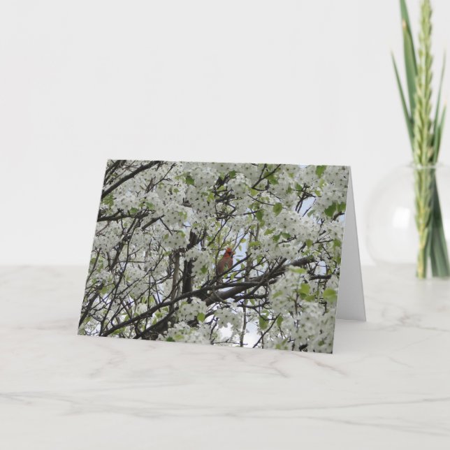 Cardinal Among White Blossoms Card (Front)