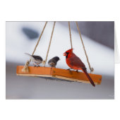 Cardinal and Juncos (Front Horizontal)