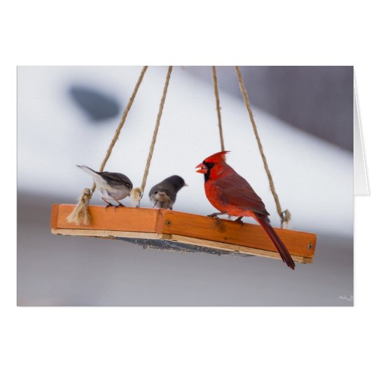 Cardinal and Juncos Cards (Front Horizontal)