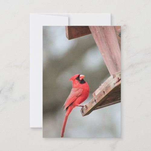 Cardinal at Feeder Blank Notecard