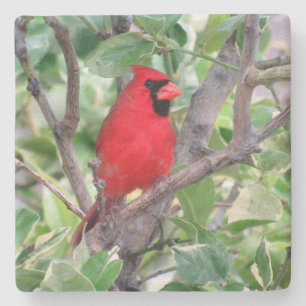 Cardinal - Backyard Bird Series - Coaster