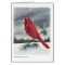 Cardinal Bird