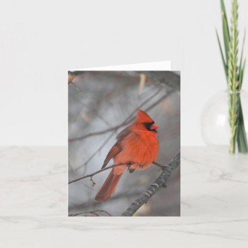 Cardinal bird blank notecard