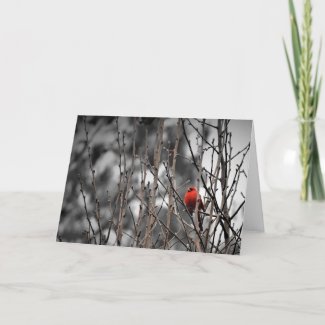 Cardinal bird, card