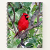 Cardinal (Bird) Notebook, 8.5 x 11   Notebook