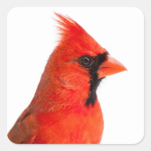 Cardinal Bird Square Sticker