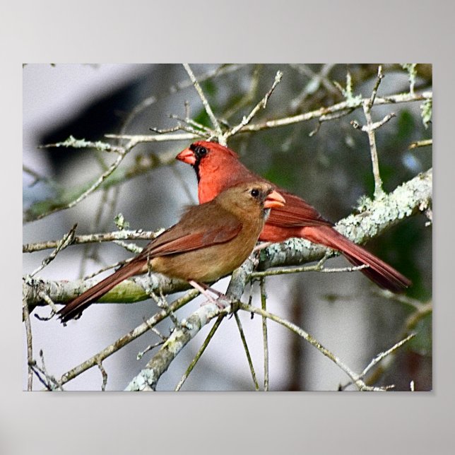 Cardinal birds Photography Wall decor Print (Front)