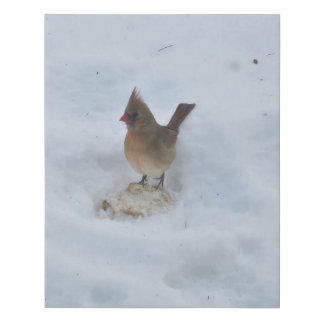 Cardinal Canvas Print