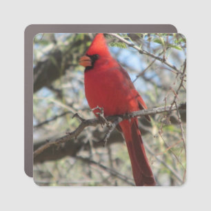 Cardinal Car Magnet