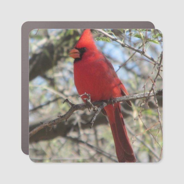 Cardinal Car Magnet (Front)