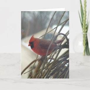 Cardinal Card