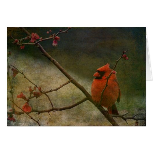 Cardinal Cards (Front Horizontal)