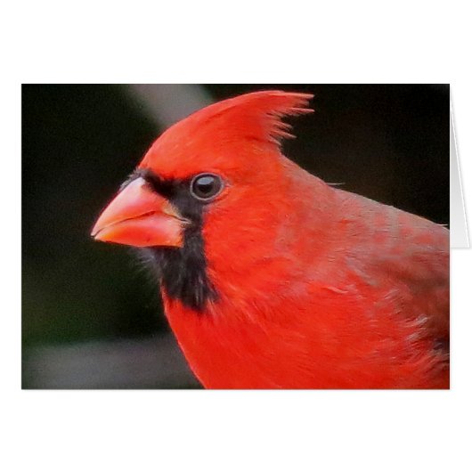 Cardinal Cards (Front Horizontal)