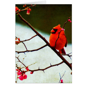 Cardinal Cards