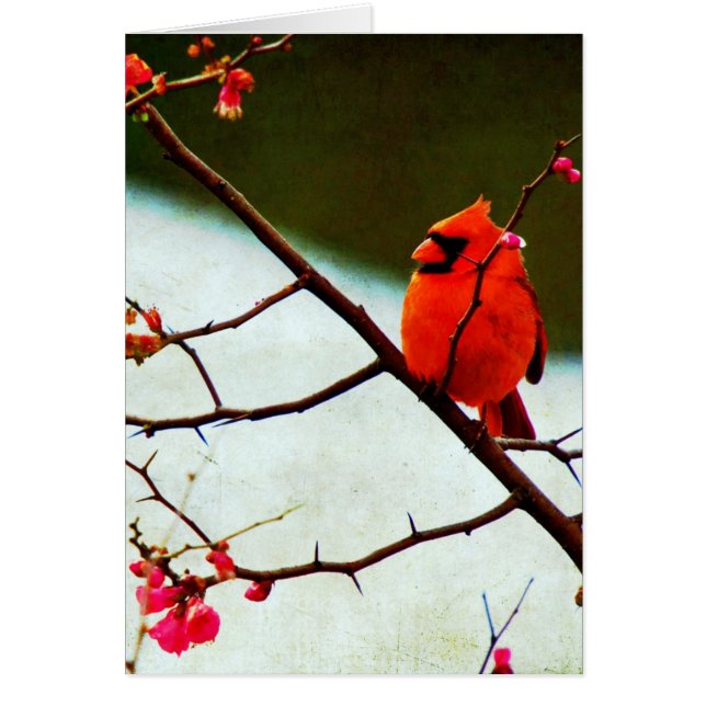 Cardinal Cards (Front)