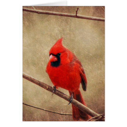 Cardinal Cards (Front)