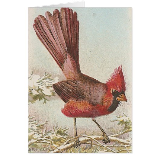 Cardinal Cards (Front)