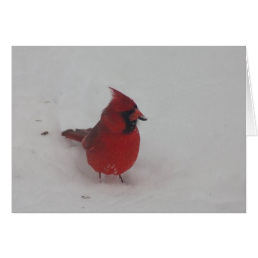 Cardinal Cards (Front Horizontal)