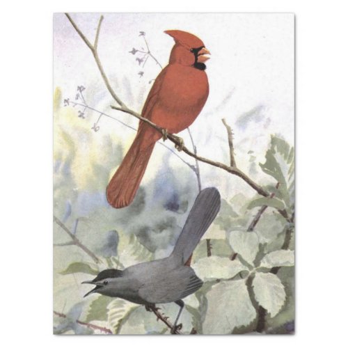 Cardinal Catbird Vintage Bird Decoupage Nature     Tissue Paper