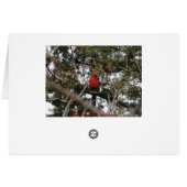 Cardinal & Cedar Cards (Back Horizontal)