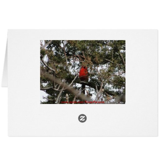 Cardinal & Cedar Cards (Back Horizontal)