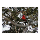 Cardinal & Cedar Cards (Front Horizontal)