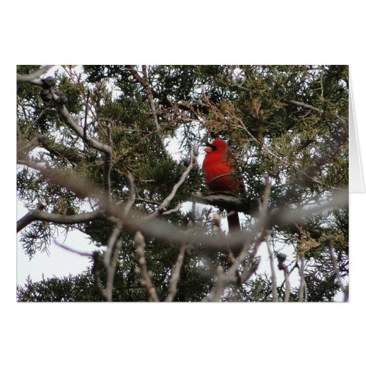 Cardinal & Cedar Cards (Front Horizontal)