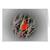 Cardinal Centered - Bird Cards (Front Horizontal)