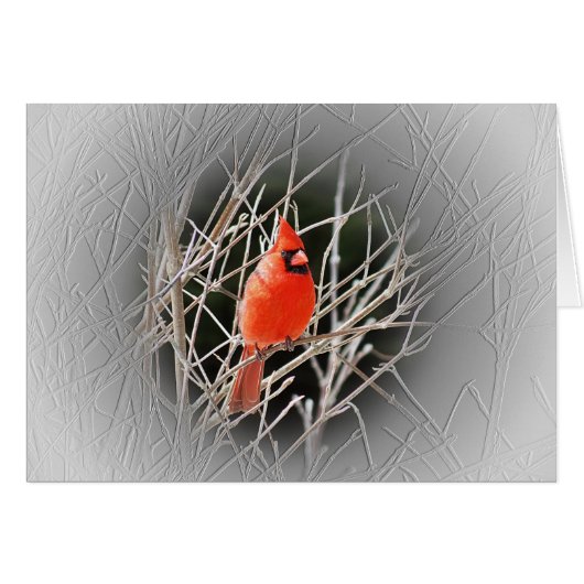 Cardinal Centered - Bird Cards (Front Horizontal)