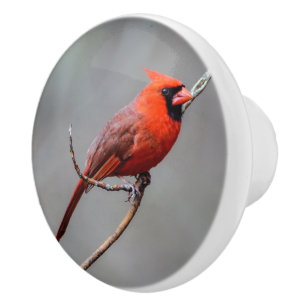 Cardinal Ceramic Knob
