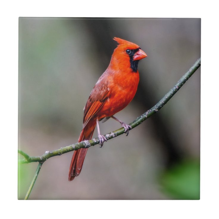 Cardinal Ceramic Photo Tile | Zazzle