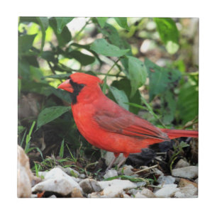 Cardinal Ceramic Tile