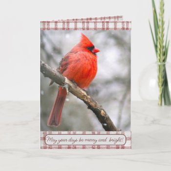 Cardinal Christmas Card by Considernature at Zazzle