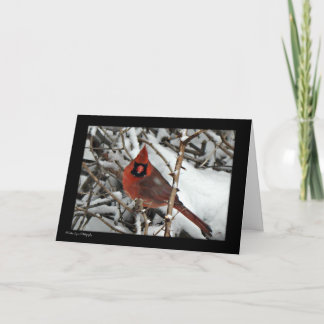 Cardinal Christmas Card