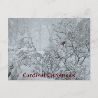 Cardinal Christmas Holiday Postcard