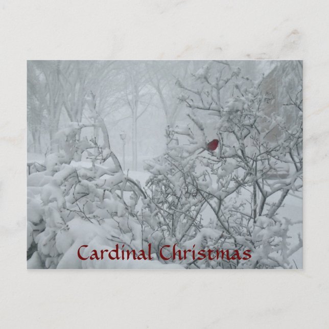 Cardinal Christmas Holiday Postcard (Front)
