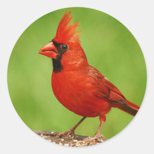 Cardinal Classic Round Sticker