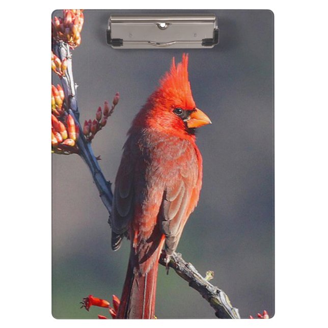 Cardinal Clipboard (Front)